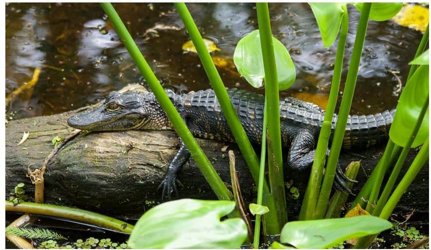 A baby American Alligator in Florica