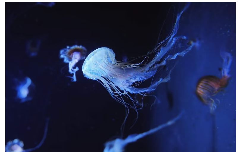 A box jellyfish