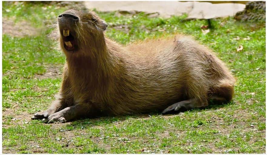 A capybara in Guyana