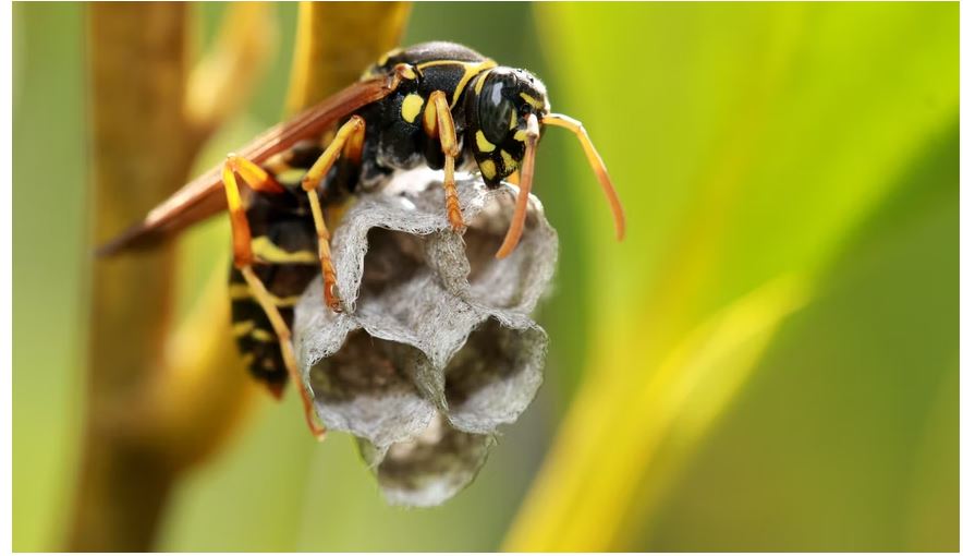 A paper wasp builidng nest