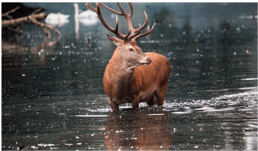 A red deer in water