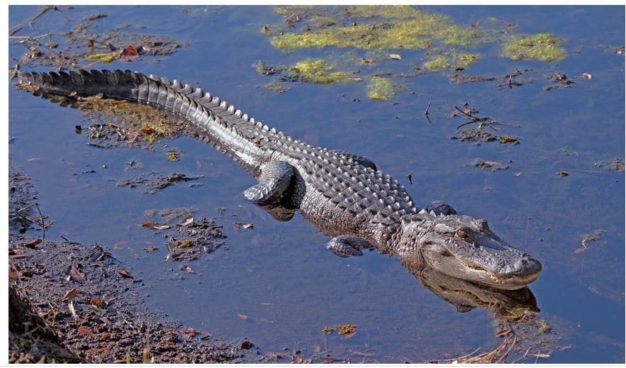 An Alligator in Michigan