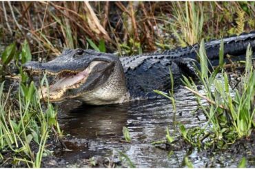 Dangerous Animals in Florida