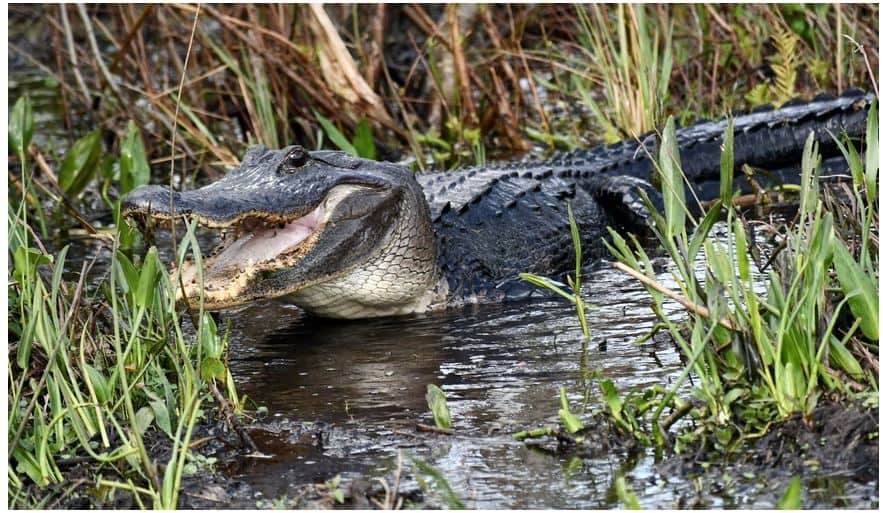 Dangerous Animals in Florida