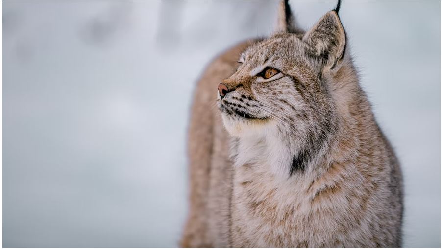 Lynx in Switzerland