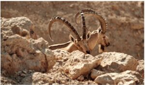 Nubian Ibex in Israel
