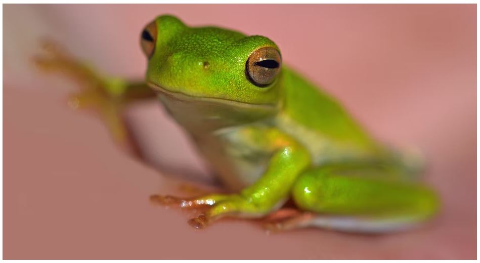 Poison Dart Frog in Peru