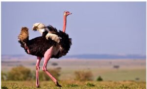 Red-necked ostrich in Israel