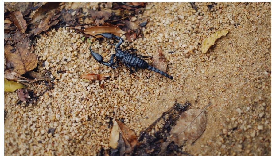 Scorpion in Italy