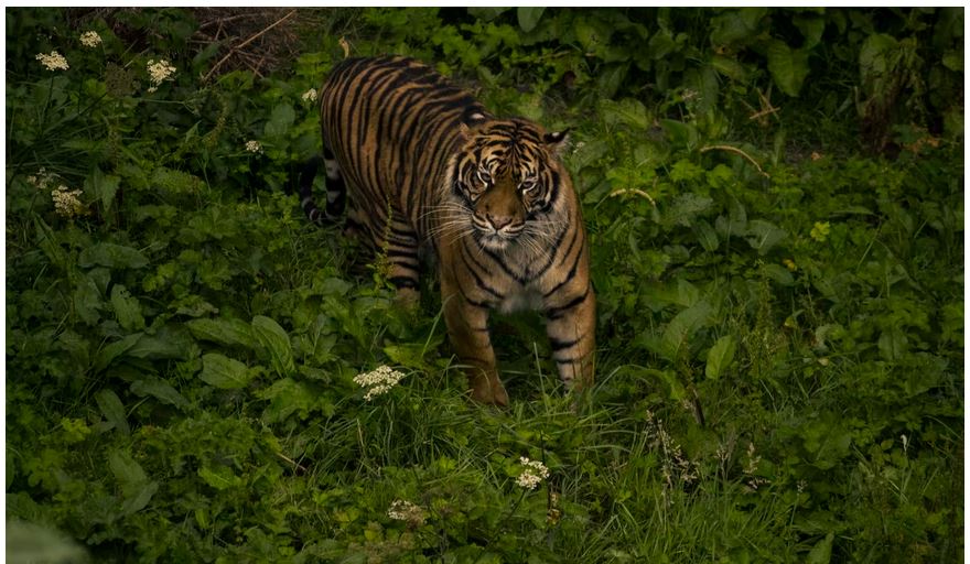 A Sumatran Tiger in Indonesia
