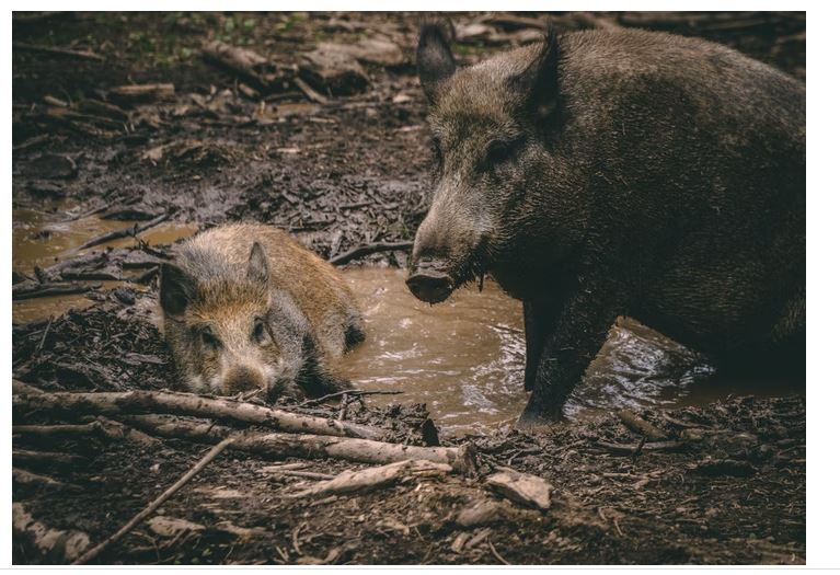 Wild Boars in Florida