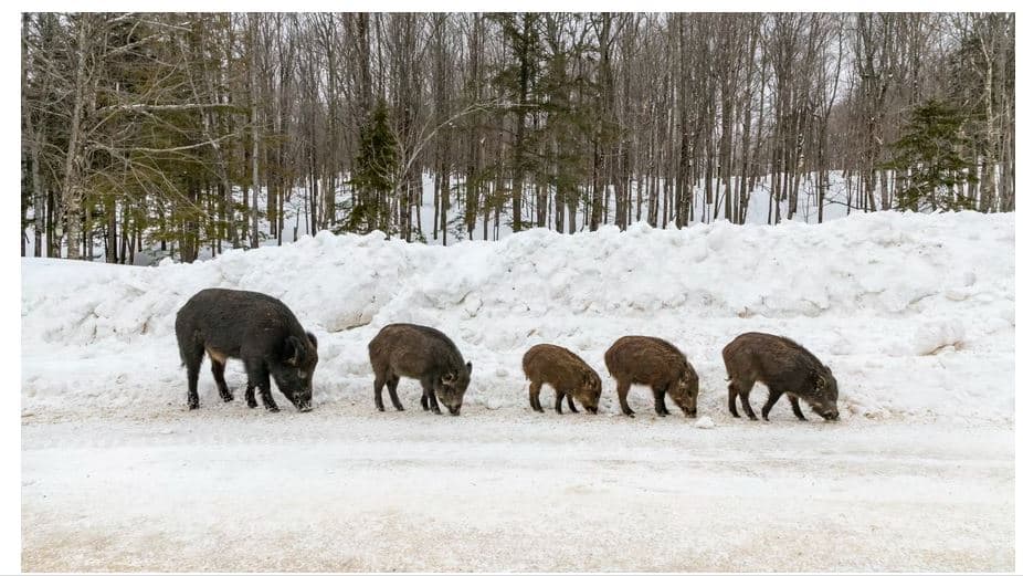 Wild boars in Switzerland