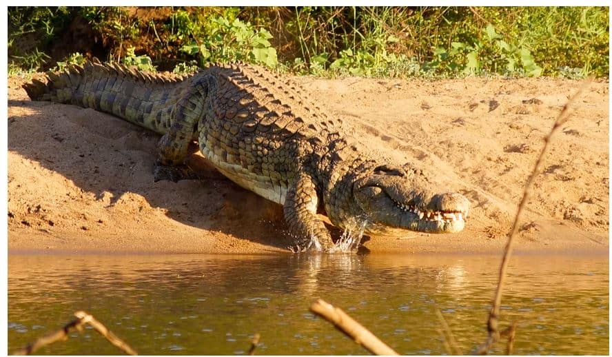 A Crocodile in South Africa