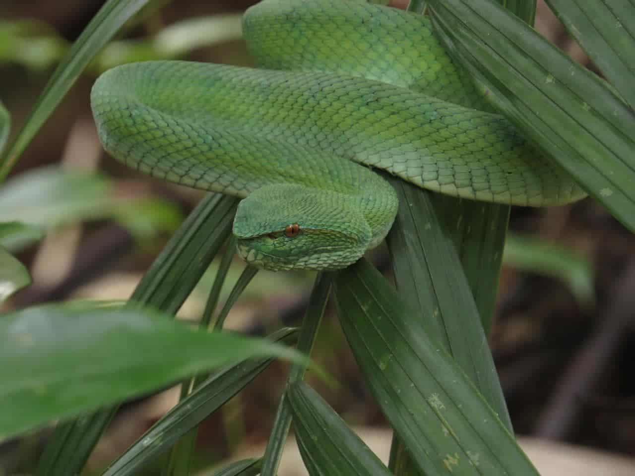 Green Palm Pit Viper