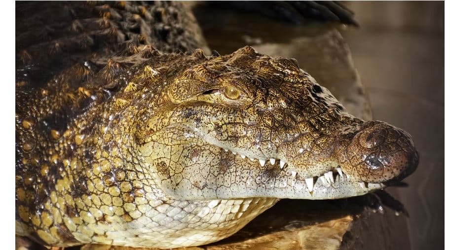 The Nile Crocodile in Egypt