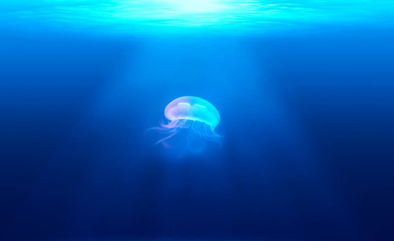 Bluebottle Jellyfish