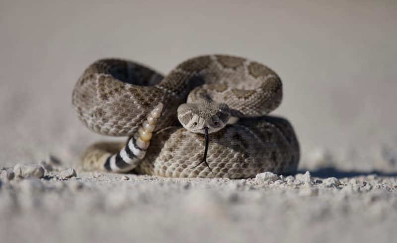 dangerous animals in Ecuador: Rattlesnake