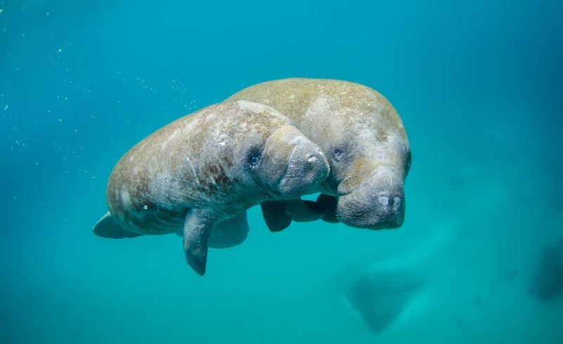 West Indian manatee
