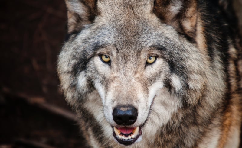 dangerous animals in Canada: wolves