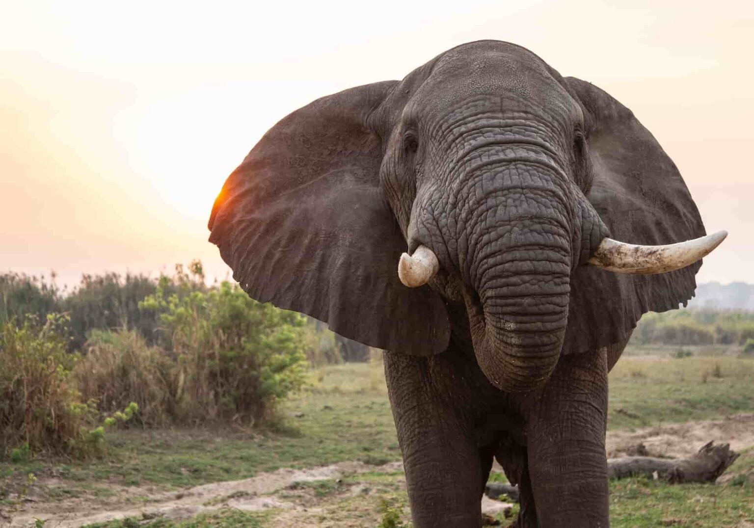 Dangerous Animals In Uganda Go Look Explore