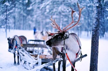 A reindeer is the traditional symbol of Christmas in Finland.