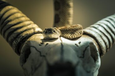 There is a variety of poisonous snakes in Illinois that you should widely avoid.