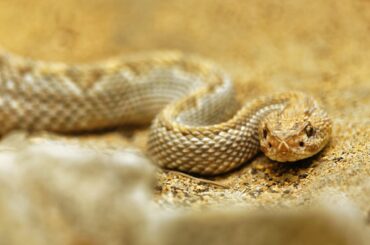 Here are the 11 poisonous snakes to avoid during your visit to Indiana.