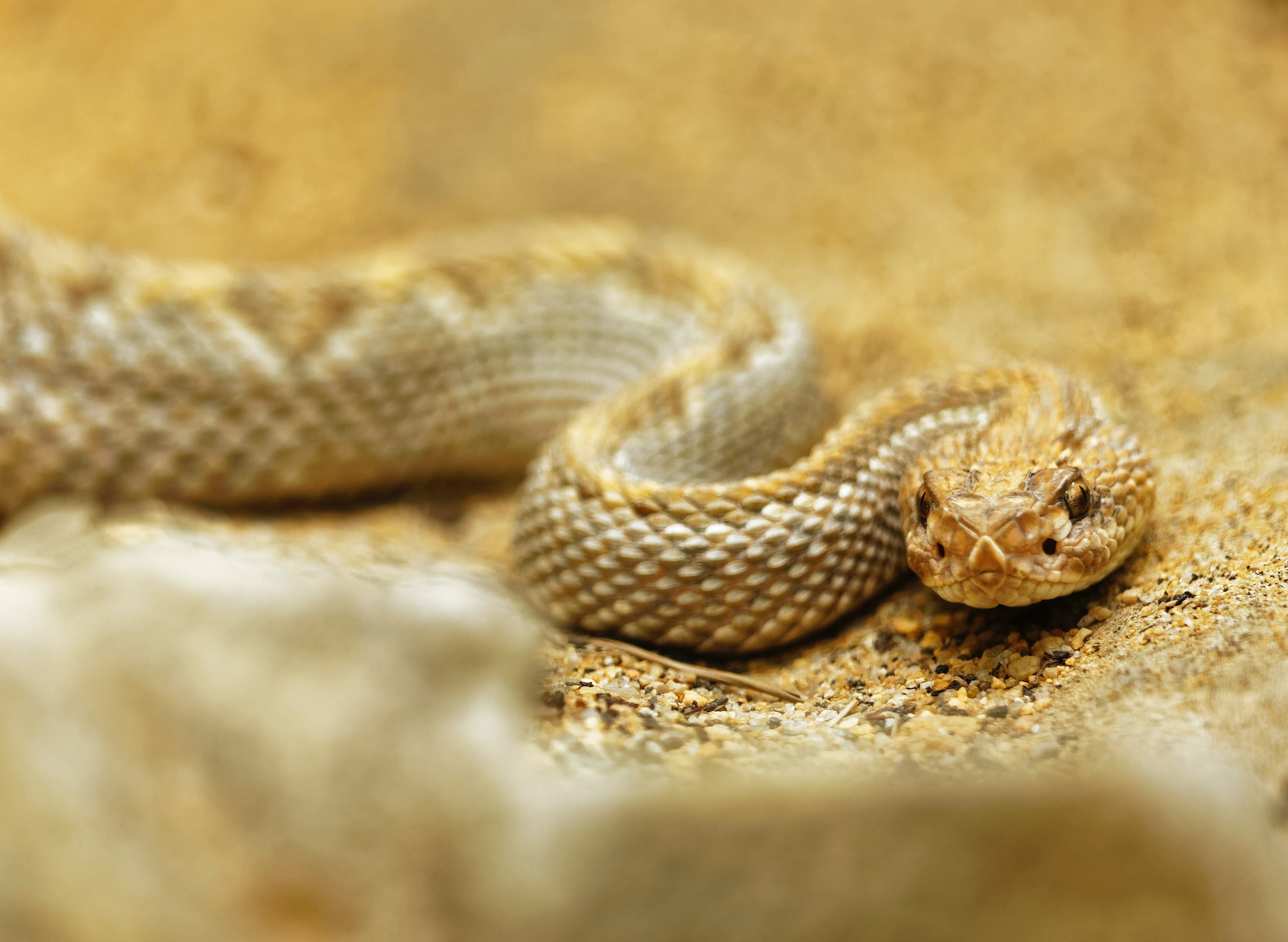 Here are the 11 poisonous snakes to avoid during your visit to Indiana.