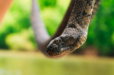 Water snakes in Georgia range from harmless to extremely dangerous.