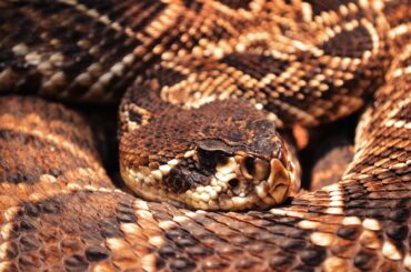 North Carolina has a bunch of kingsnakes due to an abundance of nature in the state.