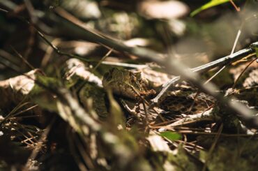 Learn more about the snakes in South Carolina to maximize your stay in the outdoors!