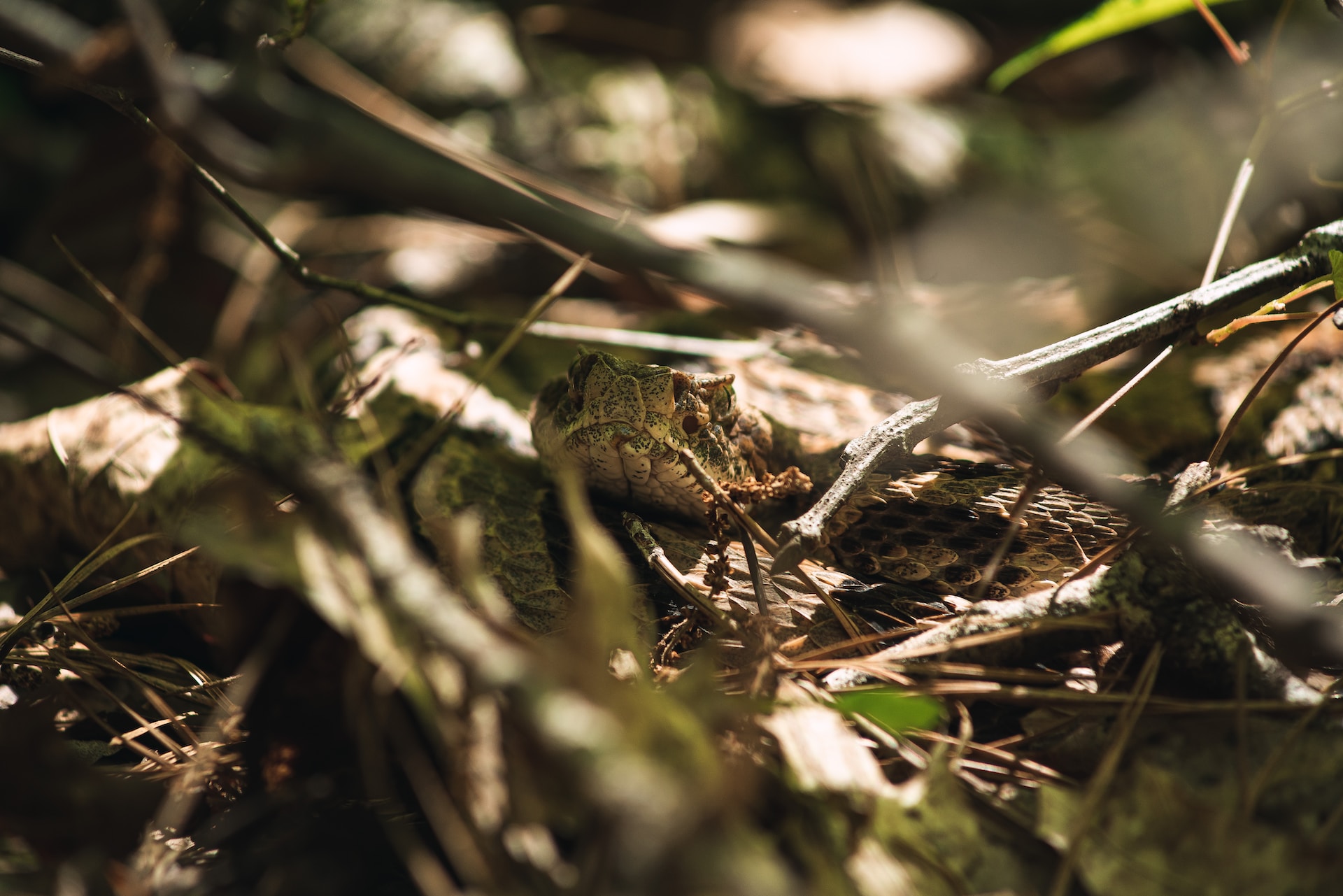 Learn more about the snakes in South Carolina to maximize your stay in the outdoors!