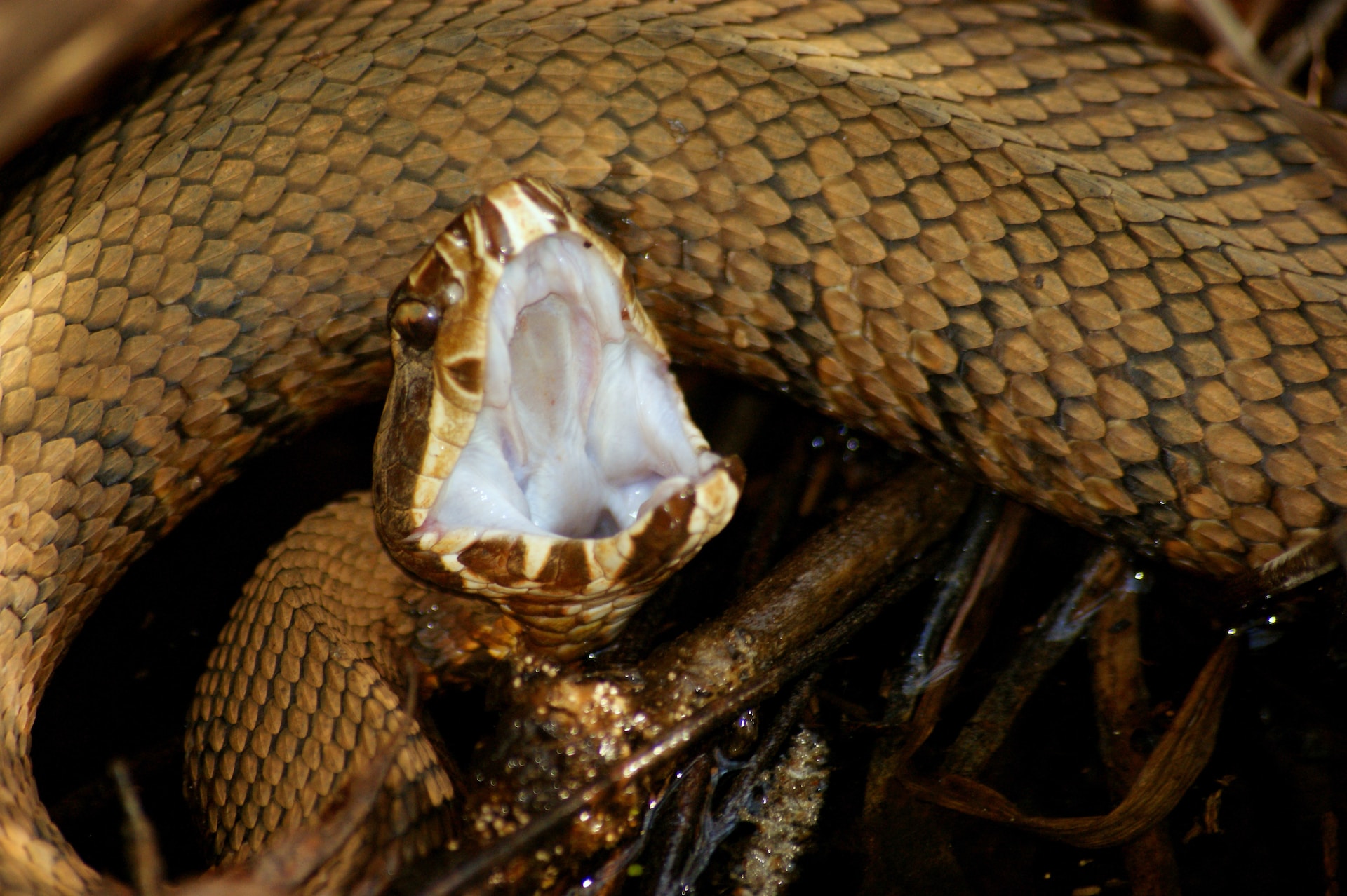 Here is the list of the venomous snakes in South Carolina that you should avoid.