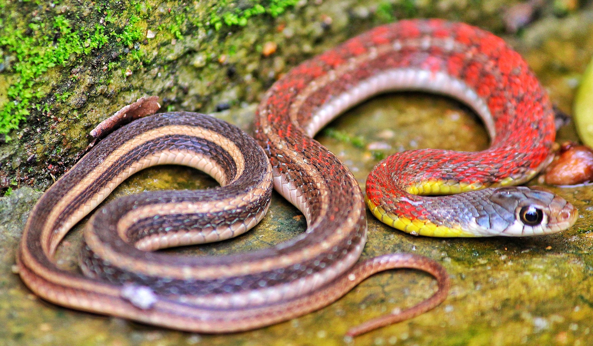 Learn all about the water snakes in Virginia and which ones you should be careful of.