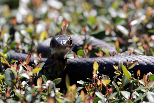 10 Black Snakes In Tennessee to Watch Out For!
