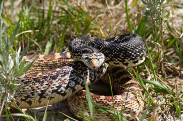 Let's learn all about the bull snakes in Colorado!