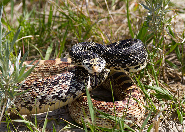Let's learn all about the bull snakes in Colorado!