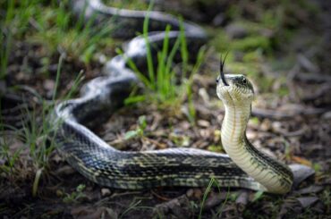 9 Rat Snakes In Tennessee to Watch Out For!
