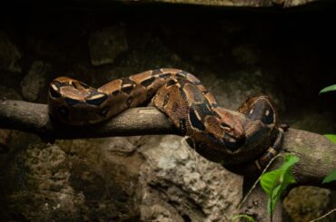 Snakes in Mexico are some of the most exotic in the world.