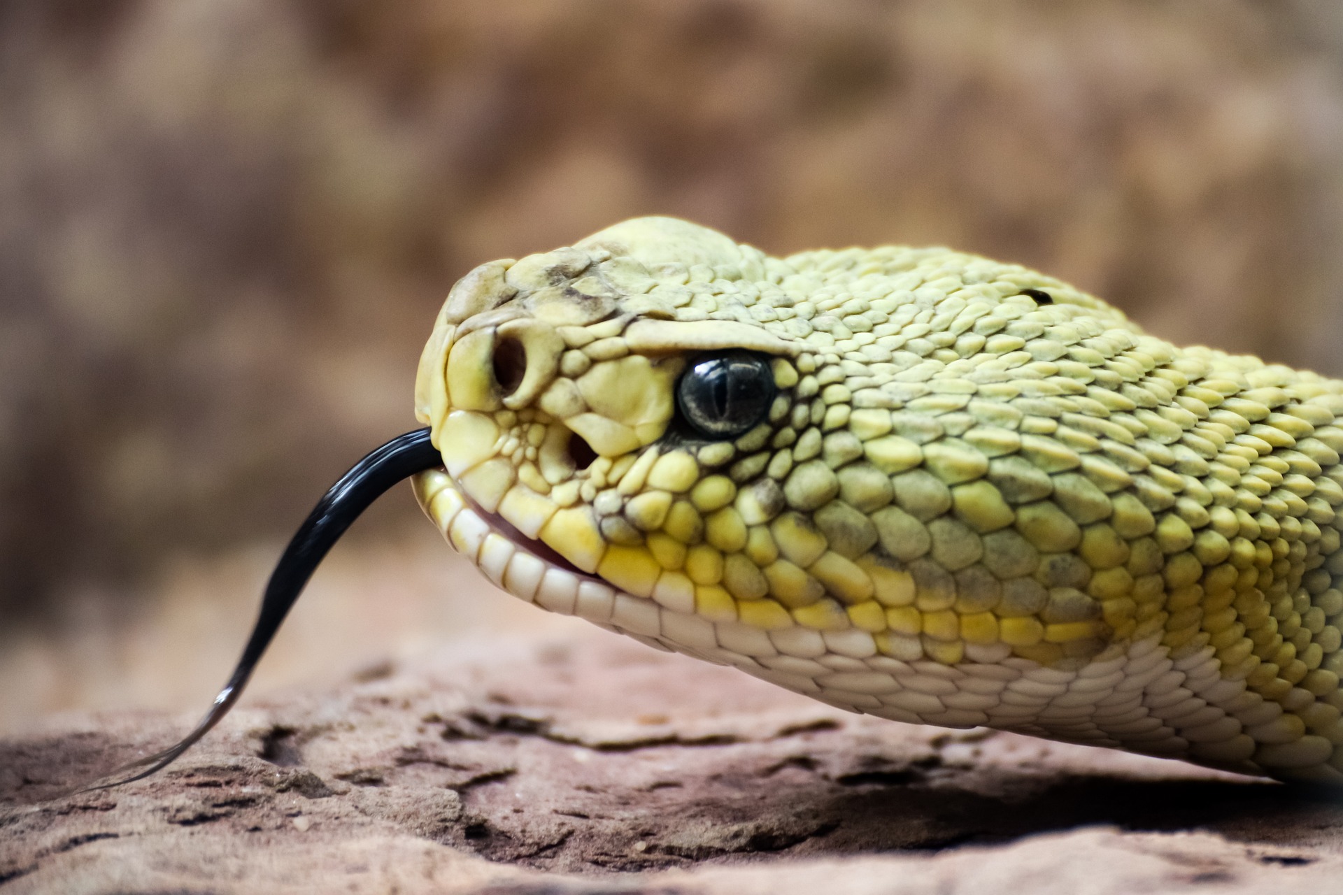 Snakes in Washington State