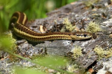 A garter snake is just one of the snakes you are going to find in Vermont.