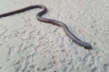Here is all you have to know about the blind snakes in Texas!