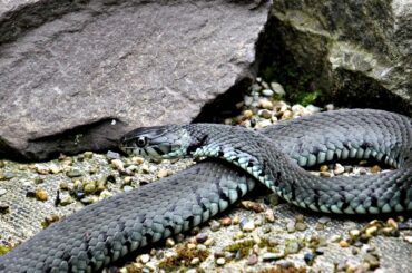 Water snakes in Arkansas