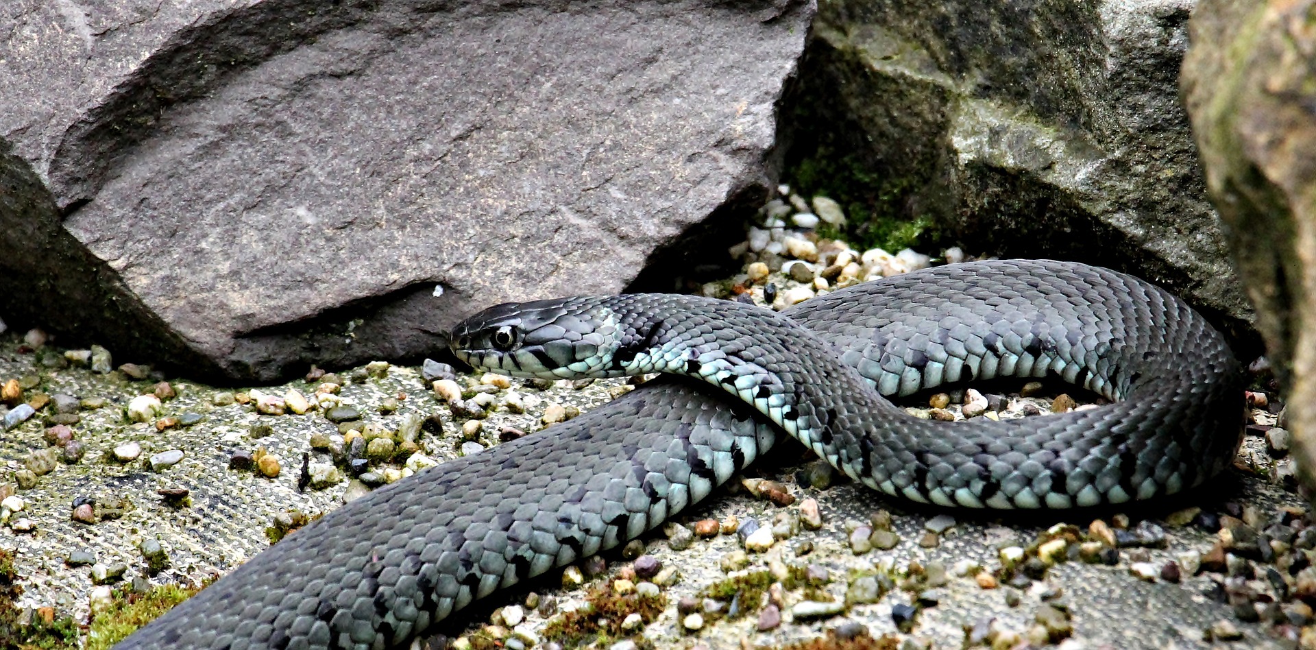 Water snakes in Arkansas