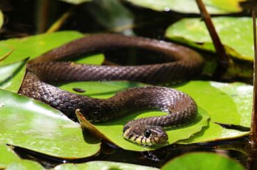 Let's learn more about the black snakes in North Carolina.