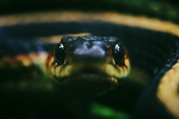 9 Garter Snakes In Pennsylvania to Watch Out For!