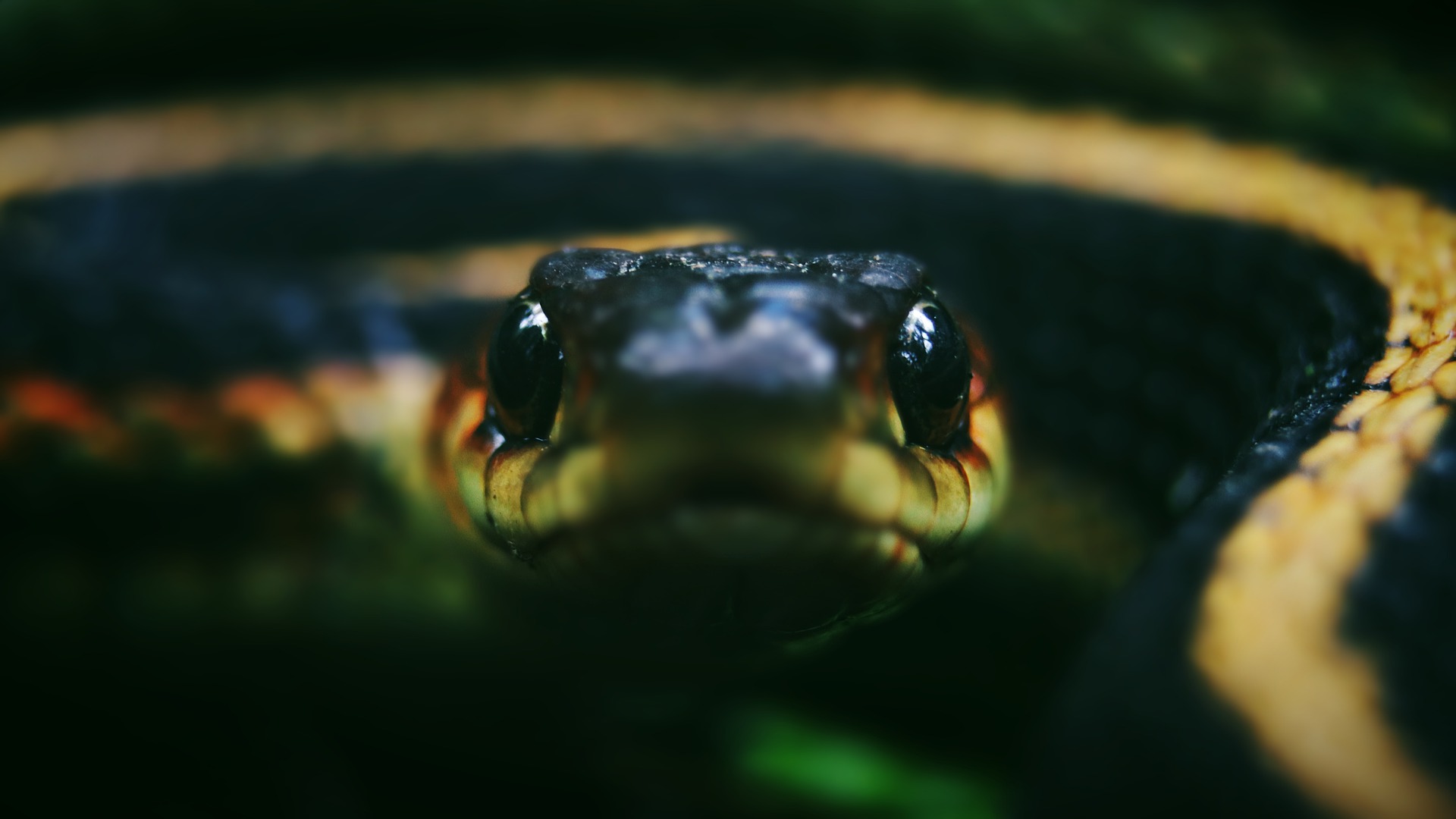 9 Garter Snakes In Pennsylvania to Watch Out For!