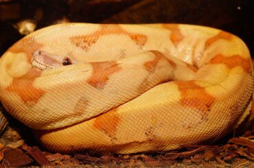 Boa constrictor is just one of the snakes that has found its way to Hawaii.