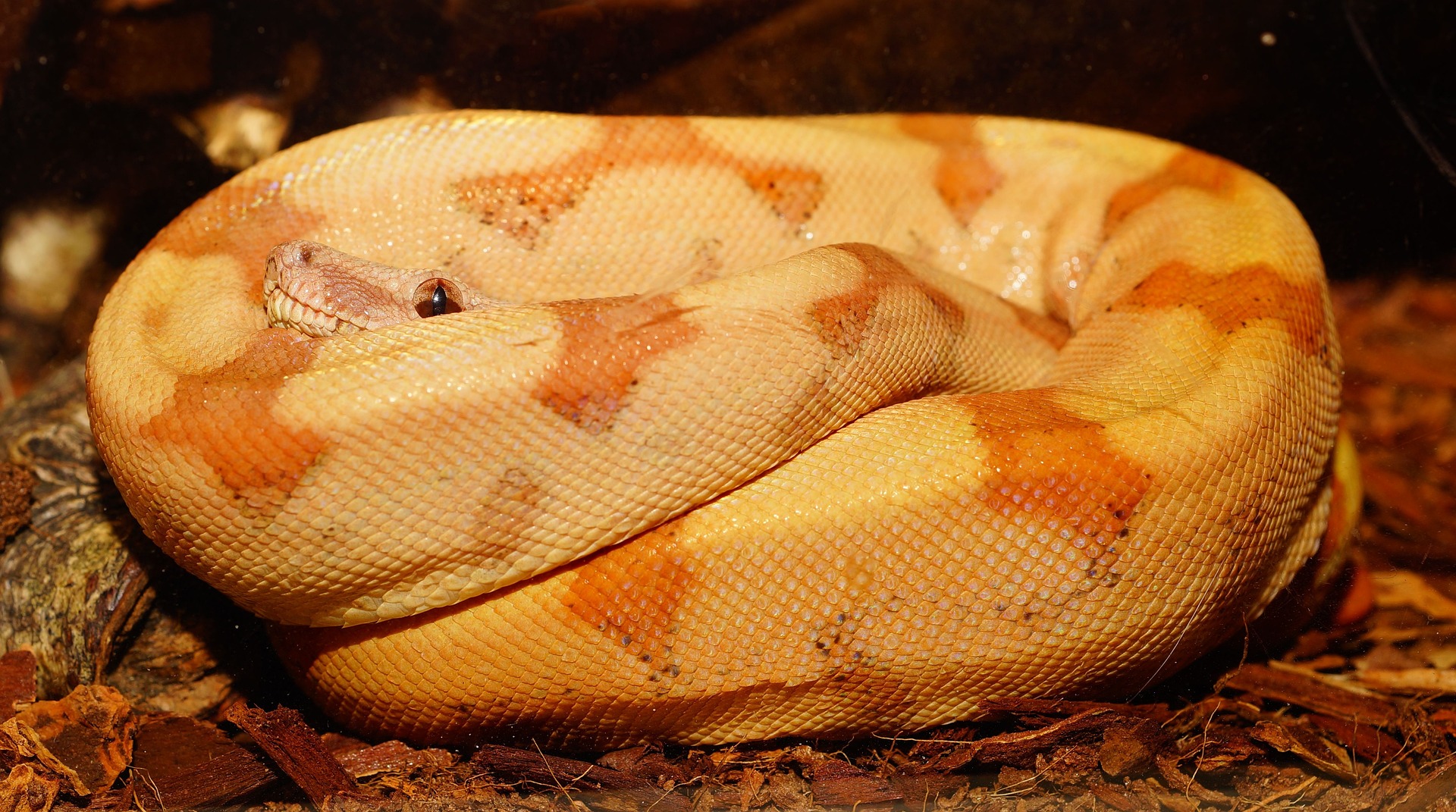 Boa constrictor is just one of the snakes that has found its way to Hawaii.
