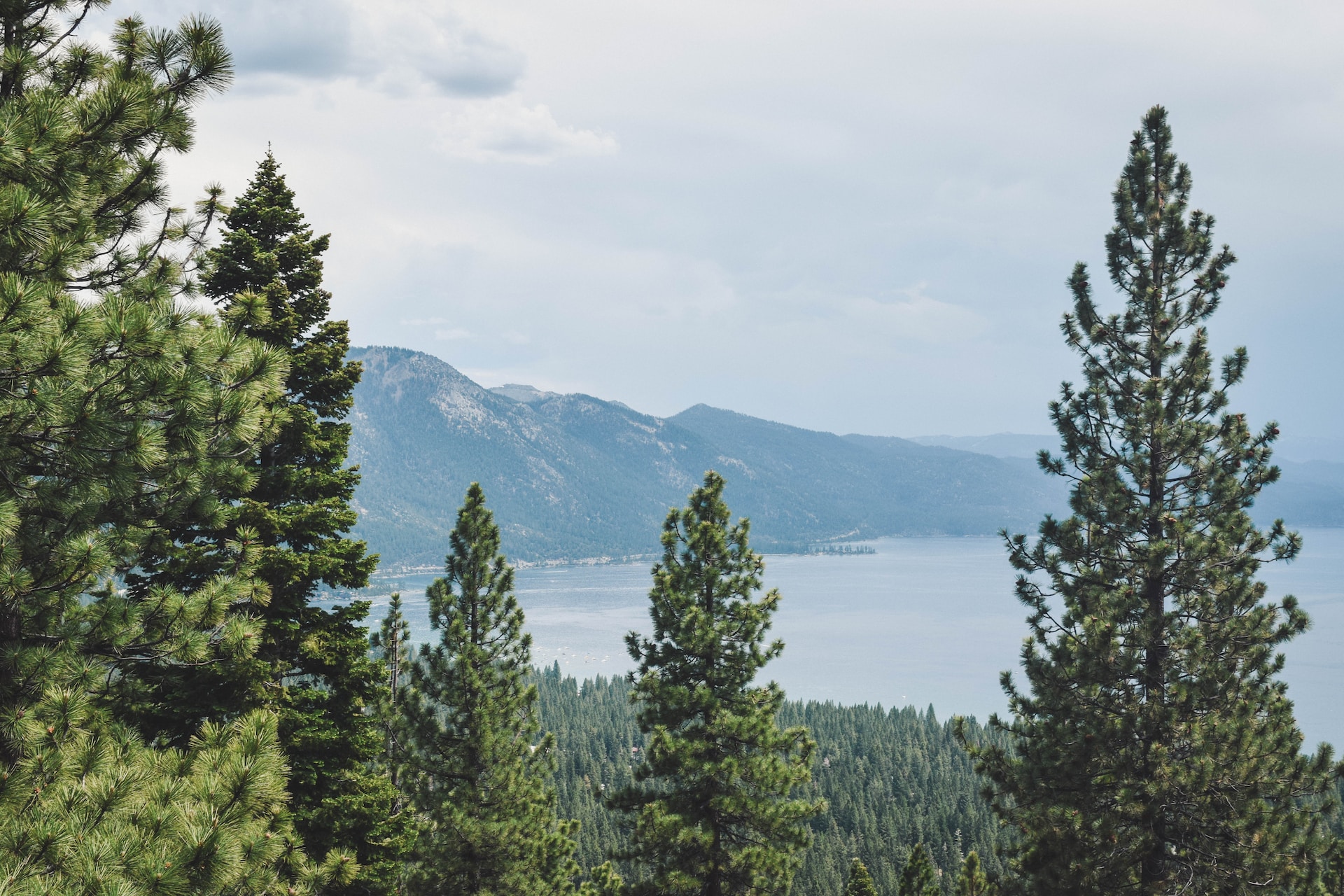 A pine forest in Lake Tahoe.